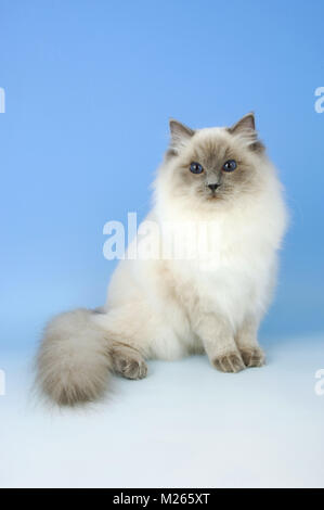 Blue colorpoint gatto Ragdoll, seduto Foto Stock