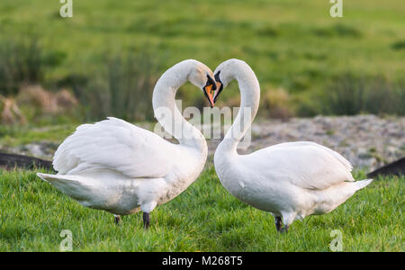 Coppia di bianco Cigni (Cygnus olor) in piedi affacciati tra loro in un campo con il collo rendendo la forma di cuore, in inverno nel Regno Unito. Valentines Foto Stock