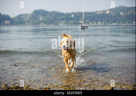 Il golden retriever cane bagna nel Lago Maggiore, Angera, Lombardia, Italia Foto Stock