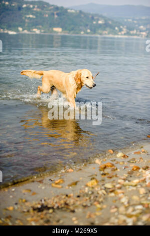 Il golden retriever cane bagna nel Lago Maggiore, Angera, Lombardia, Italia Foto Stock