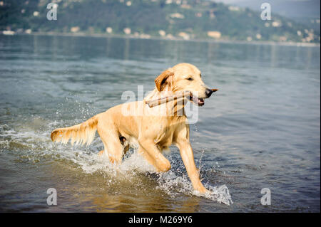 Il golden retriever cane bagna nel Lago Maggiore, Angera, Lombardia, Italia Foto Stock