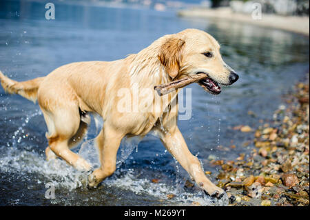 Il golden retriever cane bagna nel Lago Maggiore, Angera, Lombardia, Italia Foto Stock
