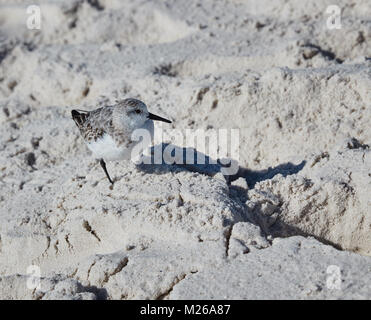 Sanderling in Bon Secour National Wildlife Refuge Foto Stock
