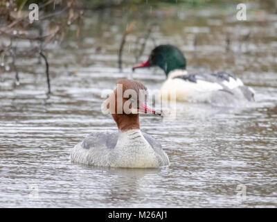 Un maschio e femmina (smergo maggiore Mergus merganser) coppia nuoto sulla criminalità lago a Daisy Nook Country Park sotto la pioggia Foto Stock