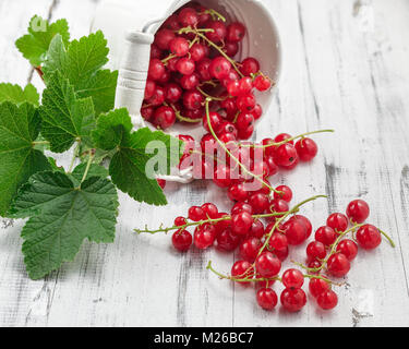 Raccolto di fresco Ribes rosso maturo con lascia in bianco la benna sopra bianco sullo sfondo di legno Foto Stock
