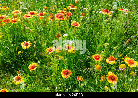 Bei fiori gialli sul prato illuminato dal sole. Foto Stock