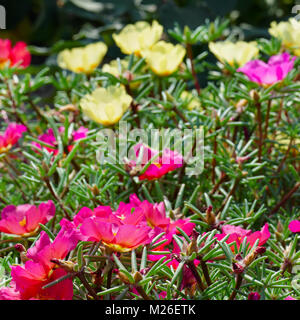 Fiori luminosi purslane sull'aiuola di fiori nel parco. La messa a fuoco in primo piano. Foto Stock