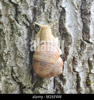 Va a passo di lumaca sulla struttura ad albero Foto Stock