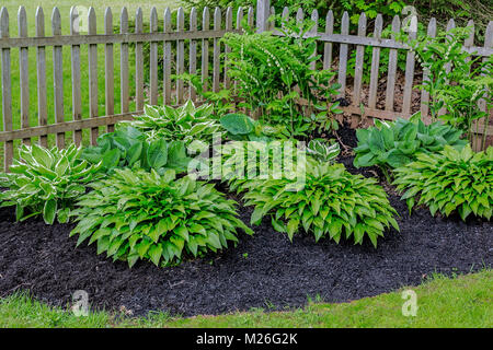 Salomone guarnizione e hosta piante in una casa ombra giardino. Foto Stock