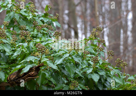 Edera comune (Hedera helix) con il verde delle foglie e frutti Foto Stock