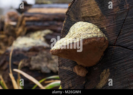 Tinder Fungo (Fomes fomentarius), Foto Stock