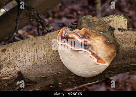 Rosso Polypore nastrati (Fomitopsis pinicola), Fometopsidaceae Foto Stock