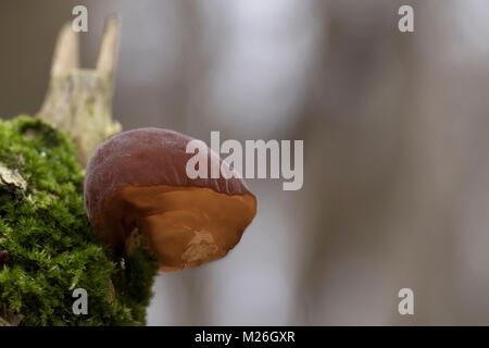 Giudeo l orecchio, Giuda l orecchio (Auricularia padiglione auricolare-judae) su di sambuco (Sambucus nigra), (Auriculariaceae) Foto Stock