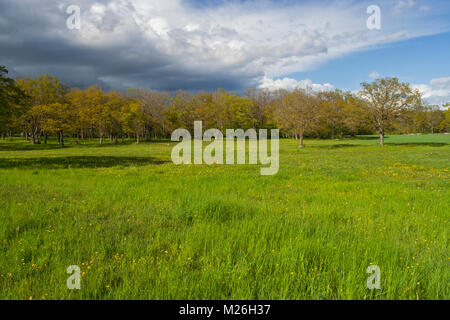 Una tempesta si comming, Gredas löveng, Öland Foto Stock