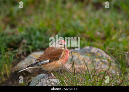 Linnet (Acanthis cannabina), (Carduelis cannabina) maschio Foto Stock