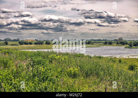 Il fiume forelands del Waal vicino Nijmegen nei Paesi Bassi Foto Stock