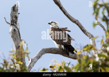 Un orientale Falco pescatore (Pandion cristatus) appollaiato vicino Meelup Bay, per Dunsborough, sulla penisola Naturaliste, Australia occidentale Foto Stock