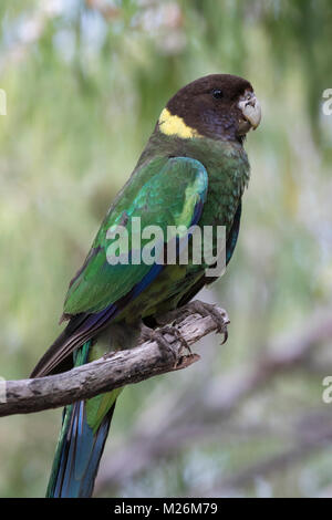 Un australiano Ringneck parrot (Barnardius zonarius) nel bosco a Meelup, vicino per Dunsborough, Australia occidentale Foto Stock