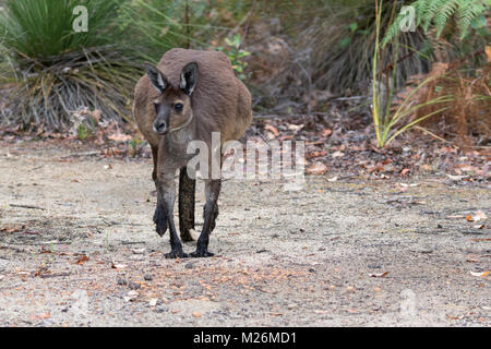 Un occidentale Canguro grigio (Macropus fuliginosus) su Molloy Island, vicino a Augusta, Australia occidentale Foto Stock