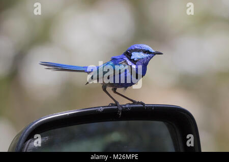 Un maschio splendido Fairy-wren (Malurus splendens) appollaiato su un parafango auto specchio - per Dunsborough, Australia occidentale Foto Stock