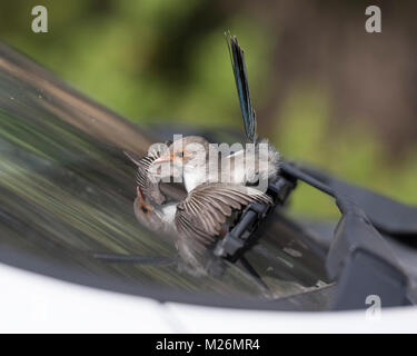 Una splendida femmina Fairy-wren (Malurus splendens) attacca la sua riflessione in un parabrezza di automobile - per Dunsborough, Australia occidentale Foto Stock