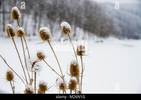 Donkey thistle (Onopordum acanthium) coperte di neve in inverno. Lo zenzero ordinario Foto Stock
