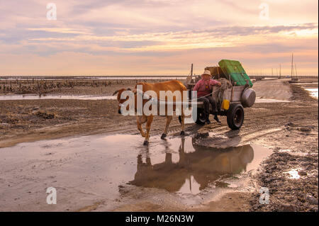 L'Uomo aziona un carrello di vacca sulla spiaggia di scegliere le ostriche in Fangyuan, Changhua Foto Stock