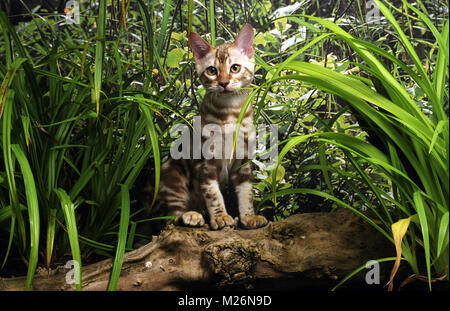 Il Bengala gattino in piedi su un ramo Foto Stock
