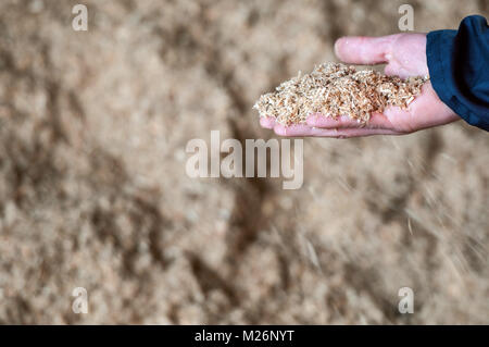 Recupero di rifiuti di legno sprechi di legno sono recuperabili per il riscaldamento di legno, pacciamatura o in compost dopo una cernita e la macinazione di una mano che tiene i trucioli di legno <b Foto Stock