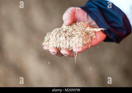 Recupero di rifiuti di legno sprechi di legno sono recuperabili per il riscaldamento di legno, pacciamatura o in compost dopo una cernita e la macinazione di una mano che tiene i trucioli di legno<br Foto Stock