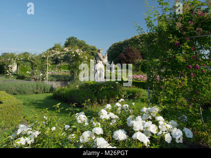 Rosa " iceberg ", rose coperta da archi e statue nel parterre di rose nel giardino murato a Houghton Hall, King's Lynn, Norfolk, Regno Unito Foto Stock