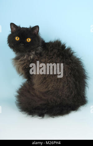 Black longhair selkirk rex Foto Stock