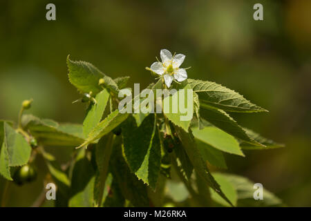 Fiore bianco del West Indian Cherry o Calabura, marmellata tree giamaicano, ciliegio, ciliegio: la malese Foto Stock