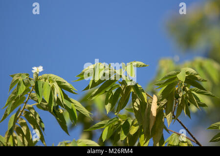 Fiore bianco del West Indian Cherry o Calabura, marmellata tree giamaicano, ciliegio, ciliegio: la malese Foto Stock