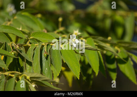 Fiore bianco del West Indian Cherry o Calabura, marmellata tree giamaicano, ciliegio, ciliegio: la malese Foto Stock