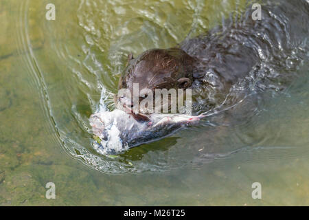 Liscio rivestito di lontra portante la testa di lupo di mare da condividere con la famiglia sulla riva del fiume, Singapore Foto Stock