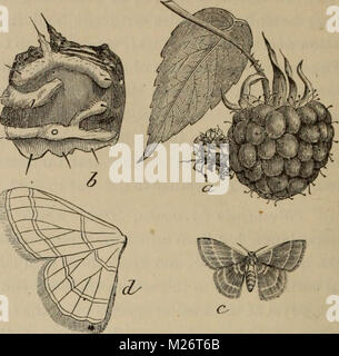 "Relazione annuale dei coltivatori di frutta " Associazione di Ontario, 1902' (1903) Foto Stock