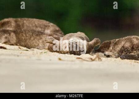 Liscio rivestito di lontra appendere fuori su una spiaggia, Singapore Foto Stock
