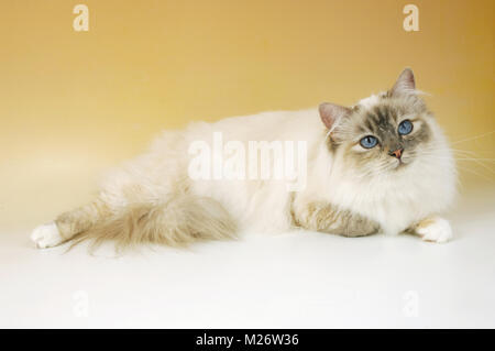 Blue tortie tabby birman cat su sfondo beige Foto Stock