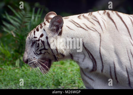 Tigre bianca del Bengala in profilo Foto Stock