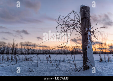 Aggrovigliato Filo spinato in un recinto in Michigan Foto Stock