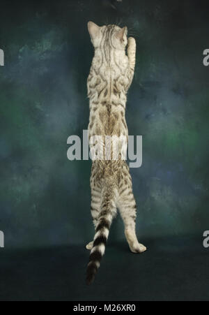 Argento bengal leopardato di salto Foto Stock