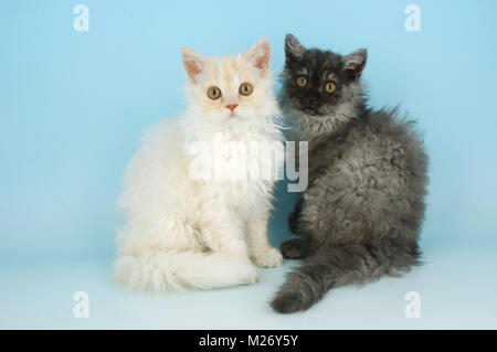 Due selkirk rex gattini Foto Stock