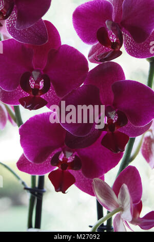 Orchidee Foto Stock