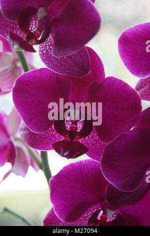 Orchidee Foto Stock