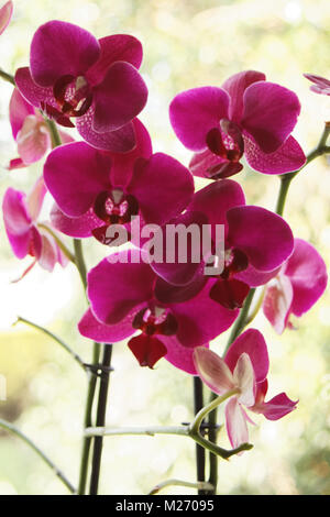 Orchidee Foto Stock