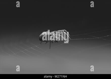 Un alto contrasto bianco e nero macro di un tessitore di Orb Spider su un delicatissimo web di seta. Foto Stock