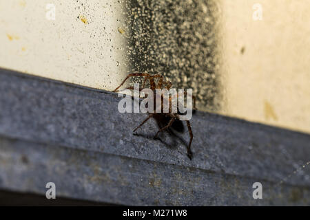 Un Orb Weaver Spider Macro shot in un ambiente industriale ad una lamiera di acciaio o di alluminio del telaio della finestra. Gocce di rugiada sono accumulate in ragni peli. Foto Stock