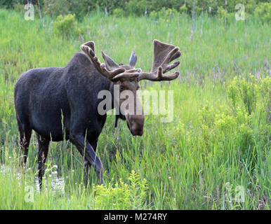 Un marrone alci con grandi corna passeggiate attraverso un verde prato erboso nel nord Ontario, Canada, in questo formato orizzontale dell'immagine. Foto Stock