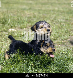 Due lakeland terrier cuccioli in erba Foto Stock